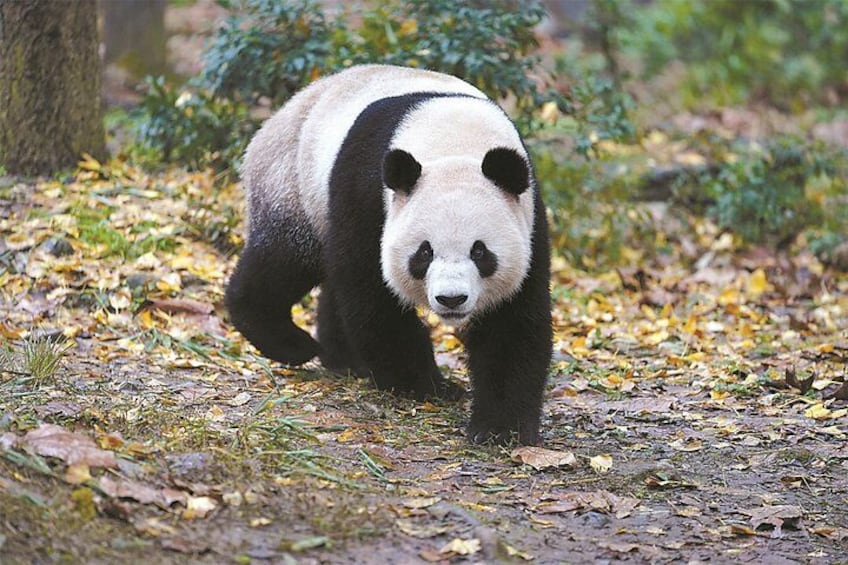 Strolling through the panda forest 2