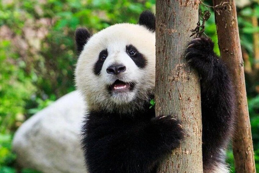 Curious panda climbing trees and watching you! 3
