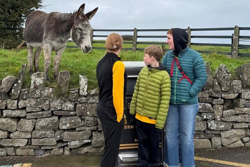 Meeting donkeys at the Hill of Tara 2