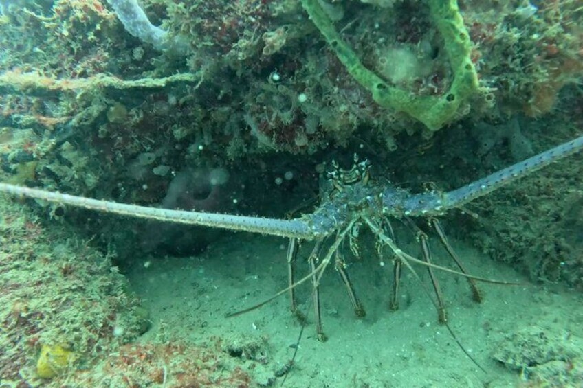 Ultimate Beginner Snorkeling Tour 2