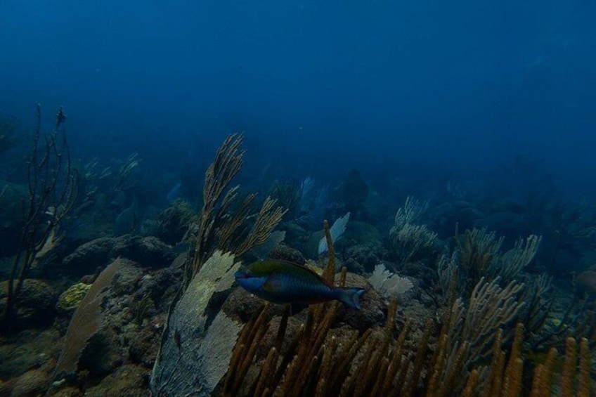 Ultimate Beginner Snorkeling Tour 4