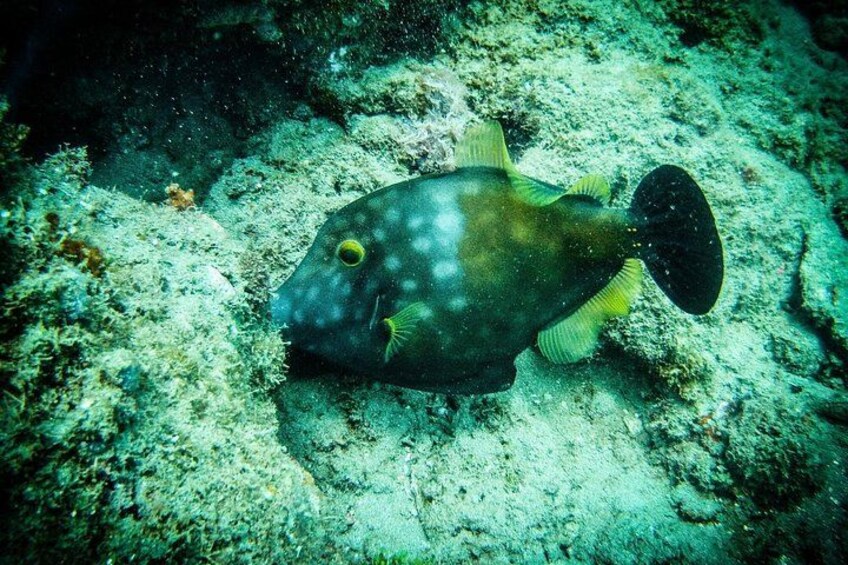 Ultimate Beginner Snorkeling Tour 4