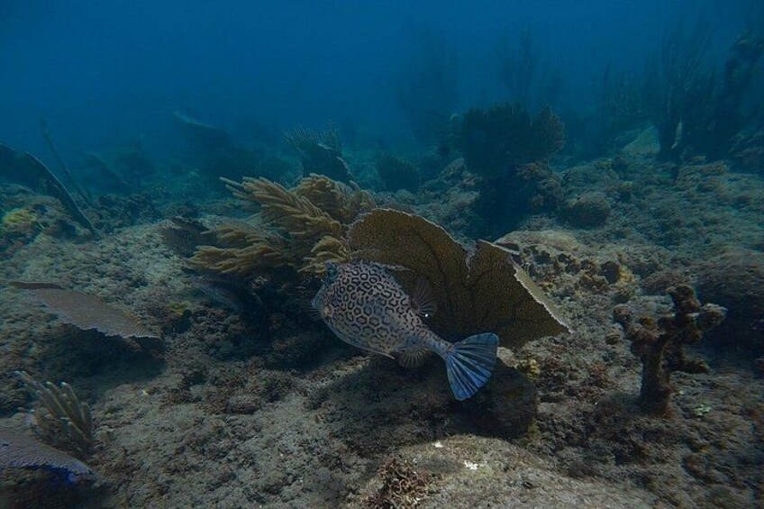 Ultimate Beginner Snorkeling Tour 5