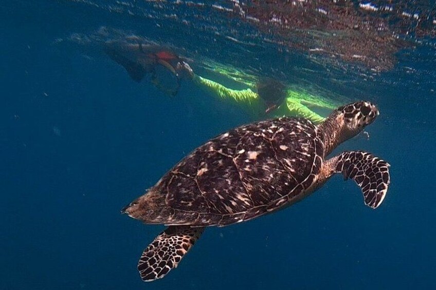 Ultimate Beginner Snorkeling Tour 3