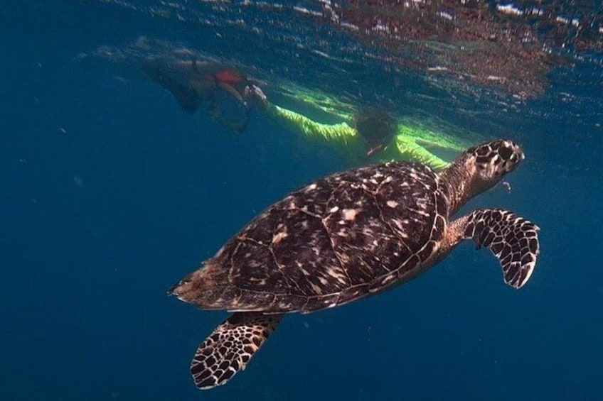 Ultimate Beginner Snorkeling Tour 5