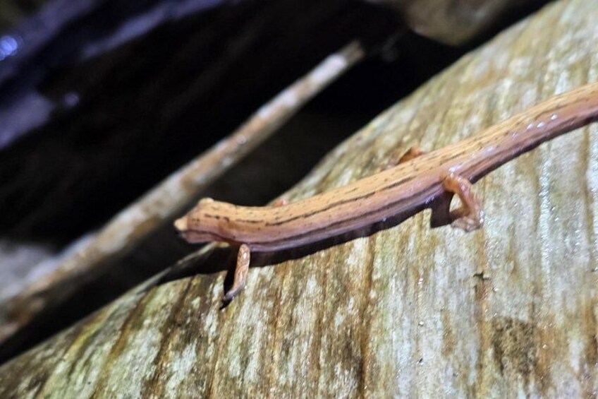 Un lagarto sobre una superficie de madera rugosa. 3