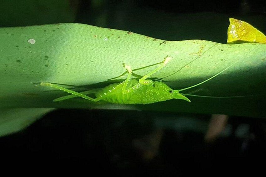Un insecto verde sobre una hoja. 4