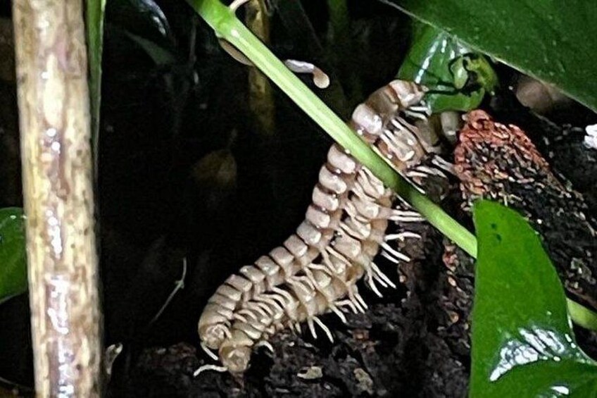 Una oruga sobre un tallo de planta en un entorno natural. 5