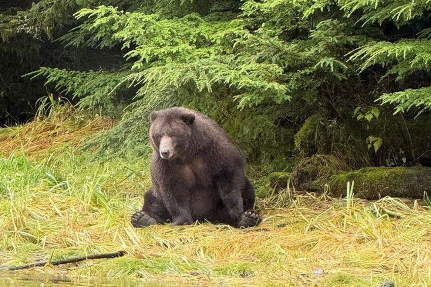 A bear sitting on a grassy area with trees in the background. 3