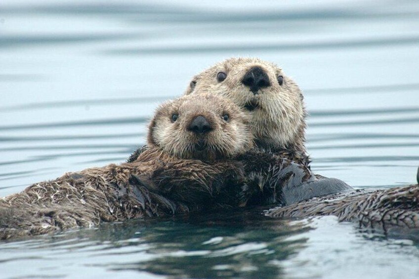 Two otters floating on water with their heads close together. 2