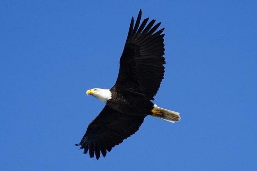 A bald eagle in flight against a clear blue sky. 4