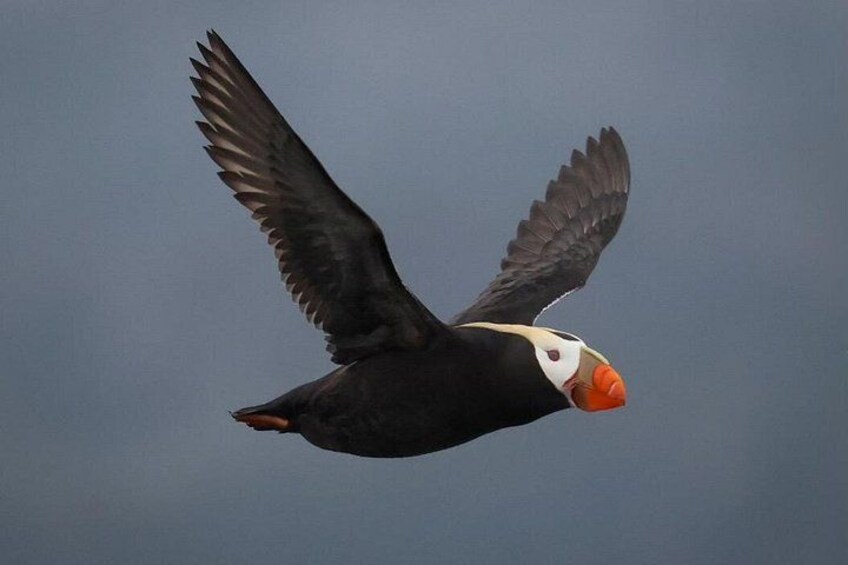 A puffin in flight against a cloudy sky. 4