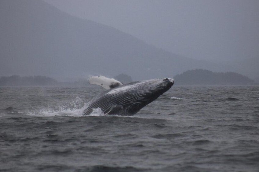 A whale breaching the ocean surface. 5