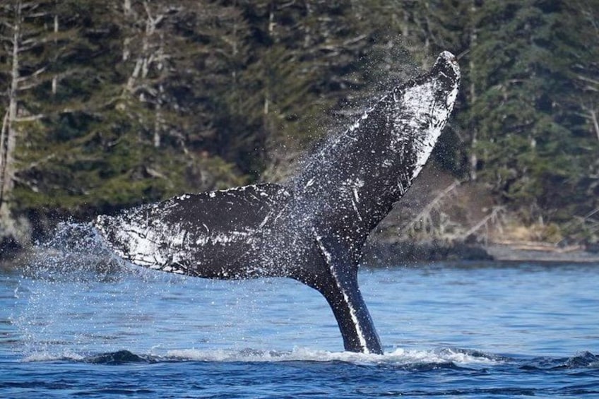 A whale tail breaching the water's surface. 1