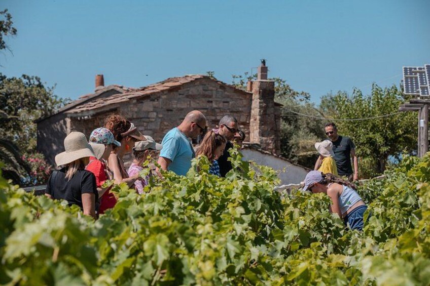 A group of people in a vineyard with a stone building in the background. 2