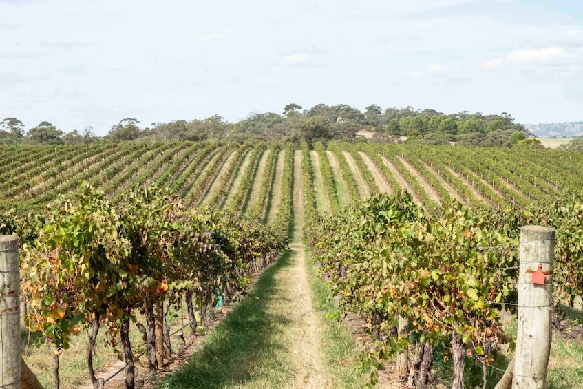A vineyard with rows of grapevines extending into the distance. 3
