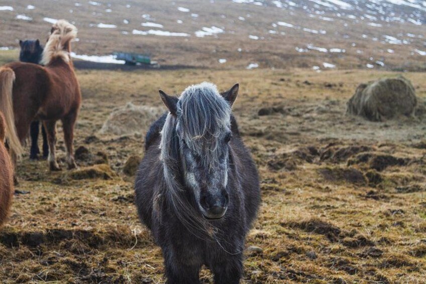 Kazakhstan: Private Almaty Day Tour and Horse Ride with Pick Up 5
