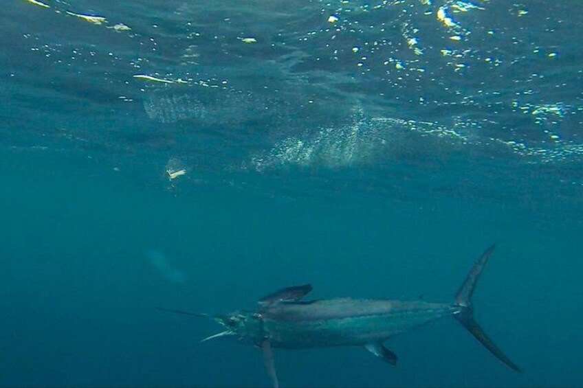 Macaronesia Charter Fishing in Lanzarote (Canary Islands) 2