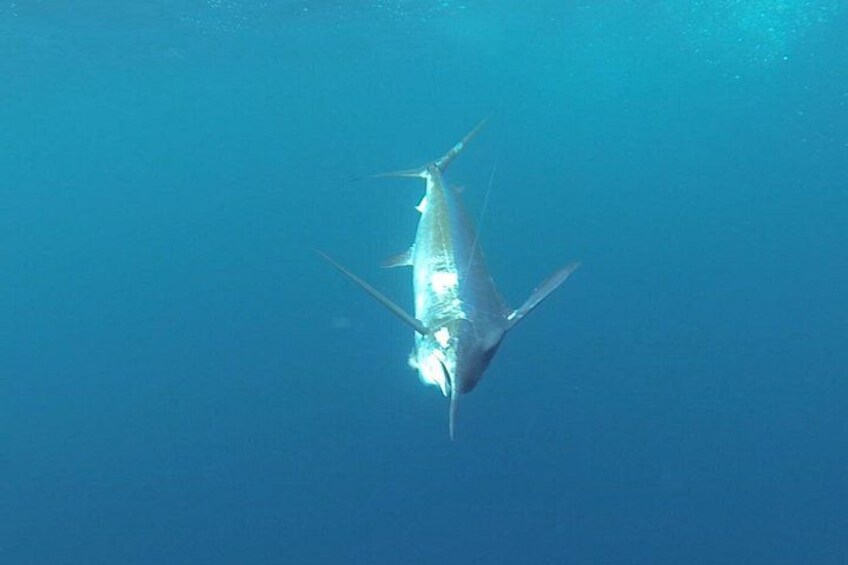 Macaronesia Charter Fishing in Lanzarote (Canary Islands) 3