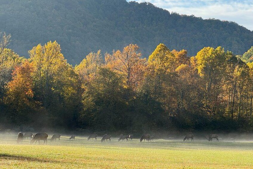 Elk in the Great Smoky Mountains National Park 4