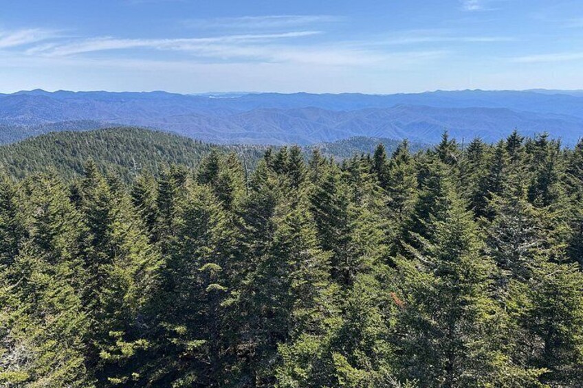 Spruce Fur Forest in the Great Smoky Mountains 2