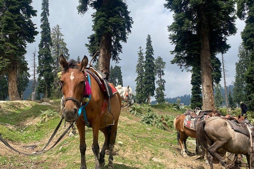 Un caballo marrón con una silla y bridas coloridas, parado sobre un sendero cubierto de hierba, rodeado de árboles altos. 4