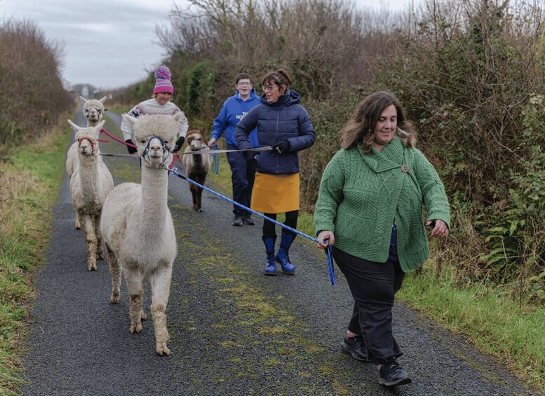 A group of people walking a path with llamas. 2