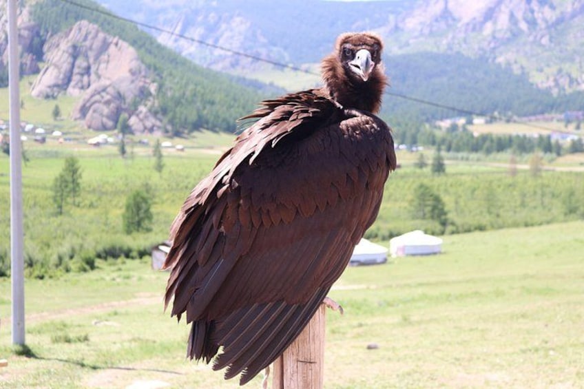 Un grand oiseau, les ailes déployées, était perché sur un poteau, avec un paysage montagneux en arrière-plan. 4