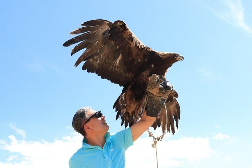 Une personne tenant un grand oiseau de proie, peut-être un faucon ou un aigle, les ailes déployées. 5
