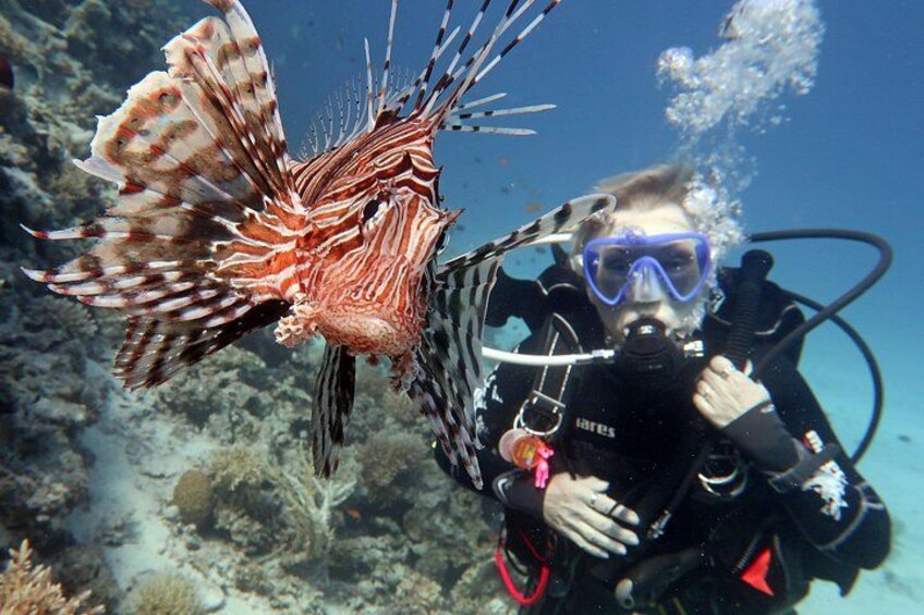 Scuba Diving Experience & MUSAN Dive + Free Edited Video 2xdives 2