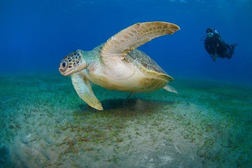 Scuba Diving Experience & MUSAN Dive + Free Edited Video 2xdives 3