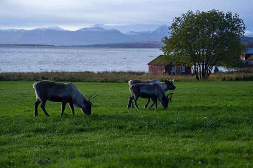 Tromsø: Fjord Adventure Tour with Wildlife and Lunch 1