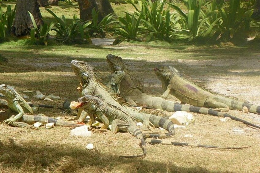 A group of iguanas on a grassy area with some plants in the background. 4