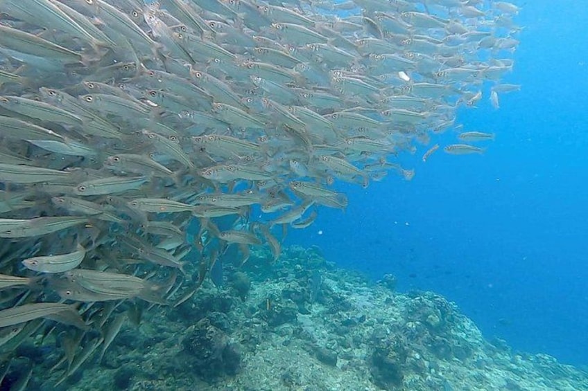 A school of fish swimming near a coral reef. 1