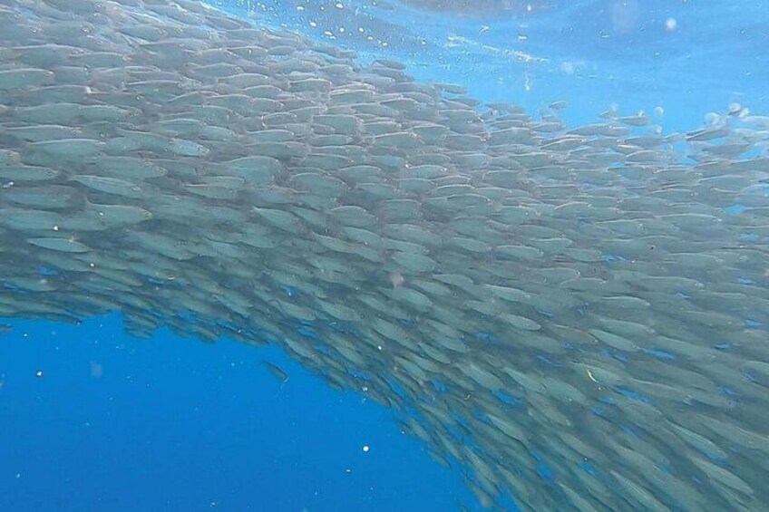 A large school of fish swimming in the ocean. 5