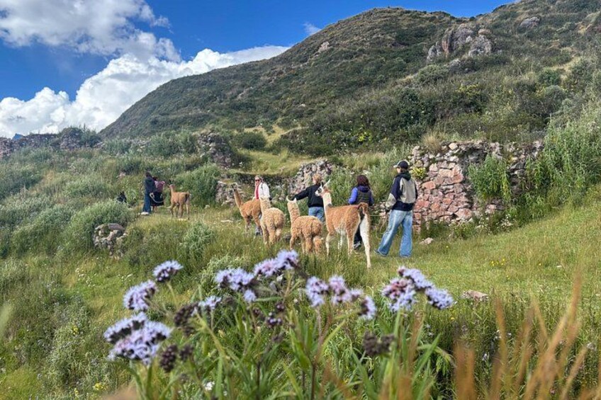 the best sacred valley tour: walk with Alpacas,culture experience 5