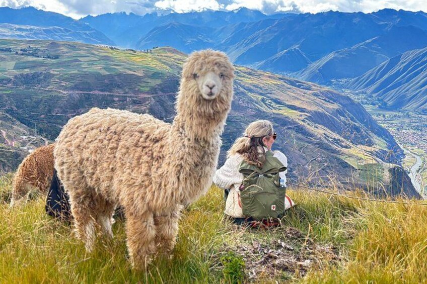 the best sacred valley tour: walk with Alpacas,culture experience 4