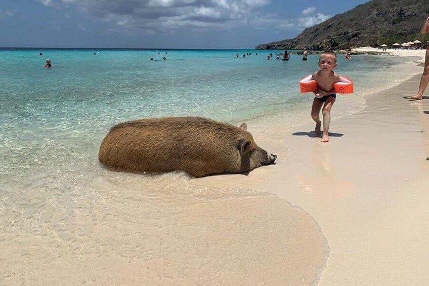 Una playa con un cerdo grande tendido sobre la arena, un niño con un flotador y gente en el agua. 1