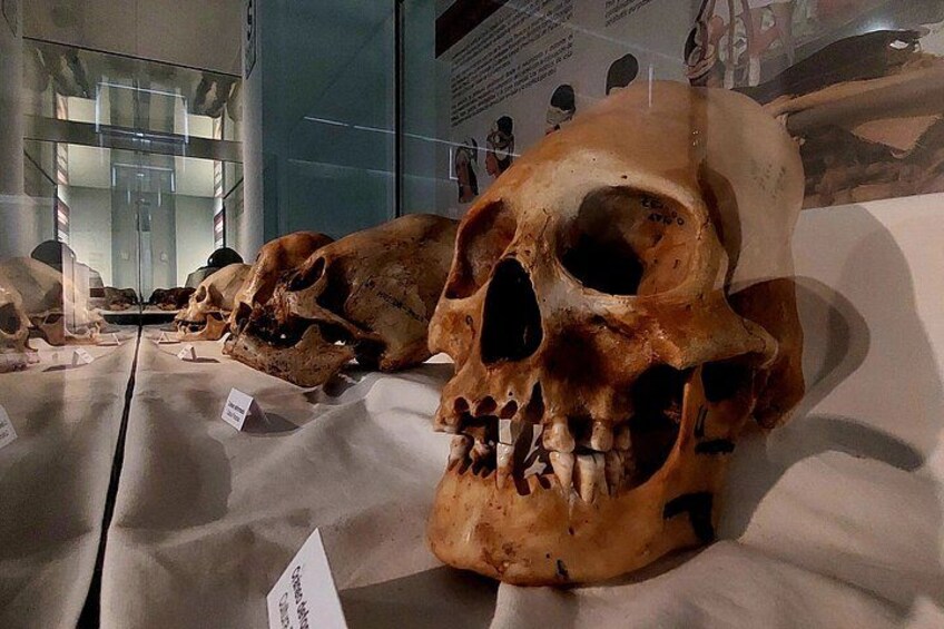 Una vetrina museale con teschi antichi adagiati su teli bianchi. 1
