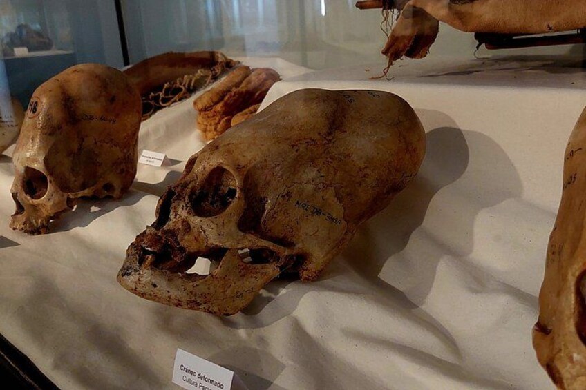 Una serie di teschi fossilizzati esposti su un panno bianco. 3