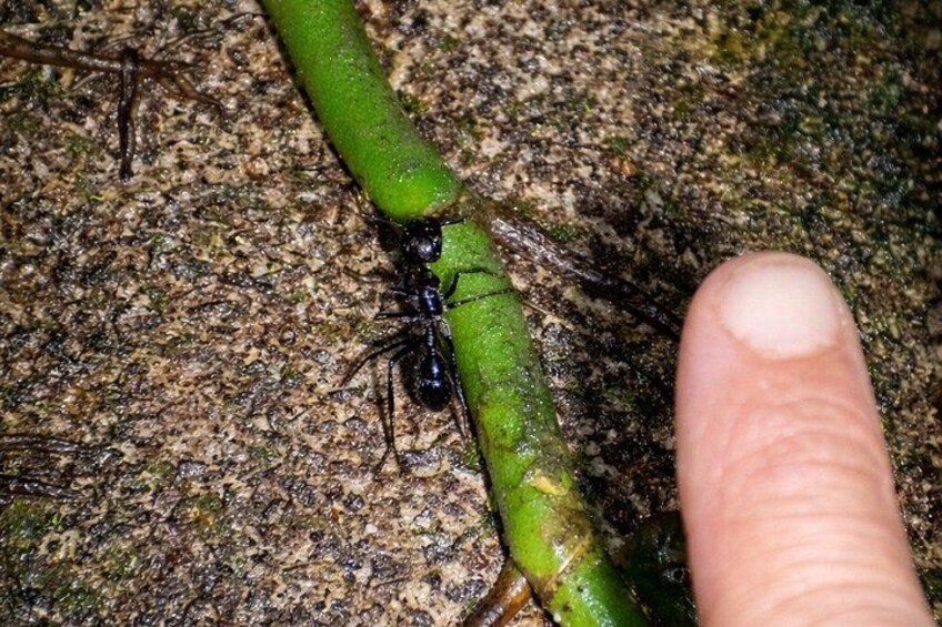 La Fortuna Night Walk (Private Tour) 2