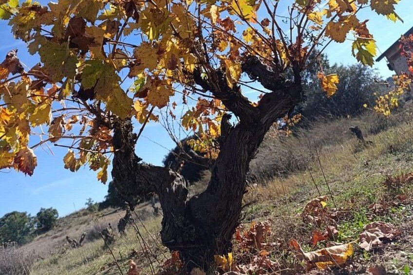 A tree with yellow leaves, a clear sky, and a grassy hill in the background. 5