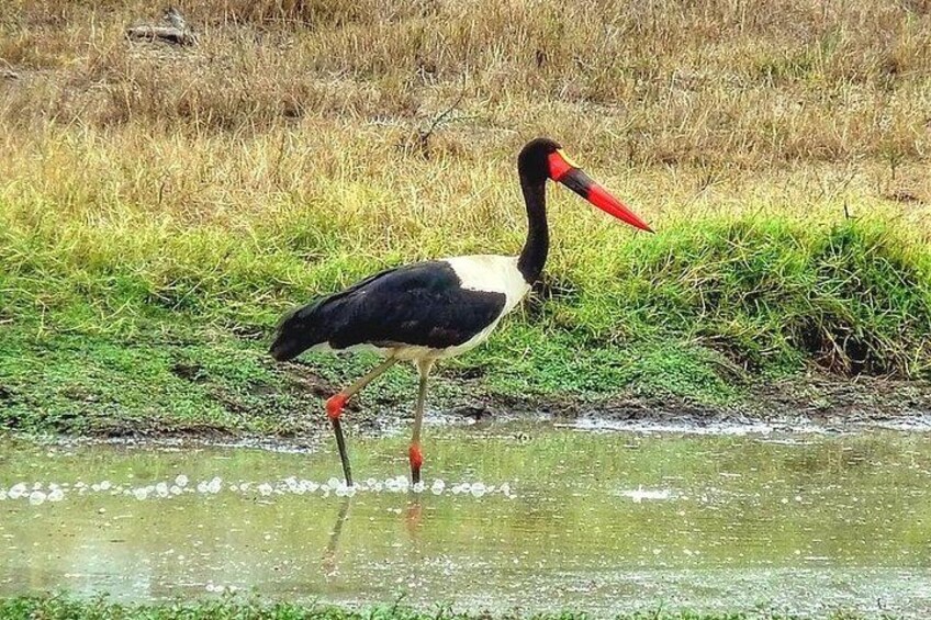 A bird standing in shallow water with a long neck and red beak, surrounded by grass and water. 2