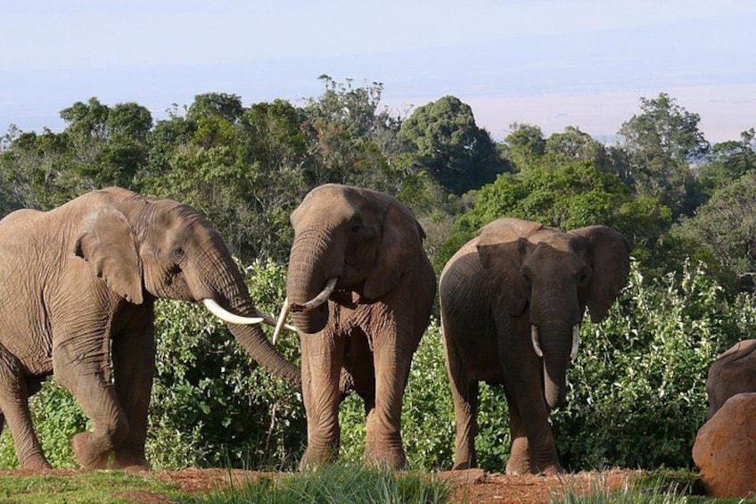 Three elephants in a natural setting with trees and shrubs in the background. 5