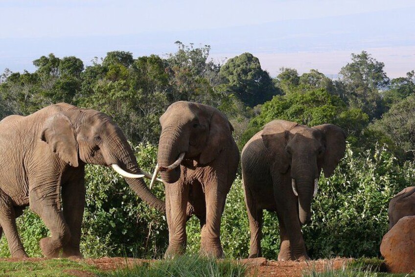 3 Days Aberdares and Sweetwaters Ol Pejeta Chimpanzee Sanctuary 5