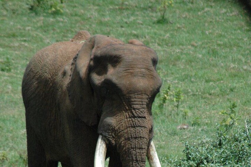 3 Days Aberdares and Sweetwaters Ol Pejeta Chimpanzee Sanctuary 3
