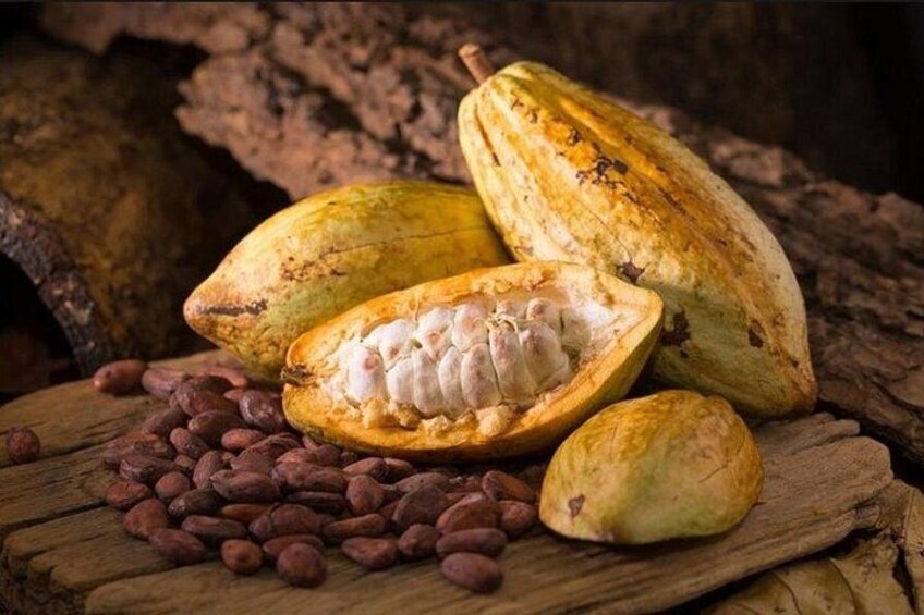 A cocoa pod split open, cocoa beans scattered around, and a wooden surface. 1
