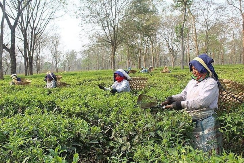 People harvesting tea plants in a field. 2