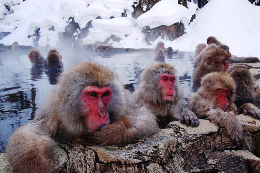 Snow-covered rocks and a group of monkeys in a hot spring. 1