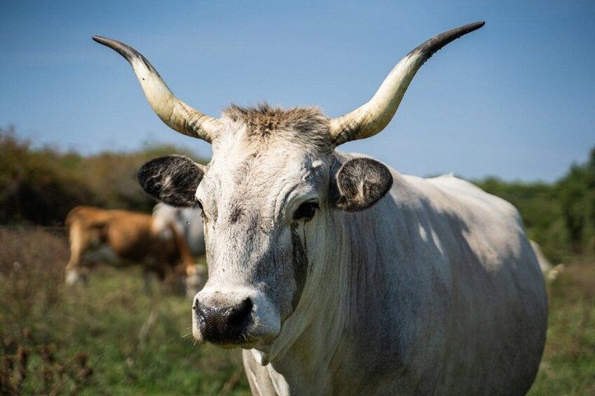A white ox with large curved horns in a grassy field. 4